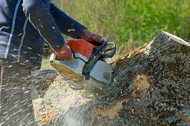 Best Emergency Tree Removal  in Norwood, NC